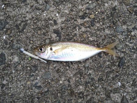 先週に引き続きタコ釣り